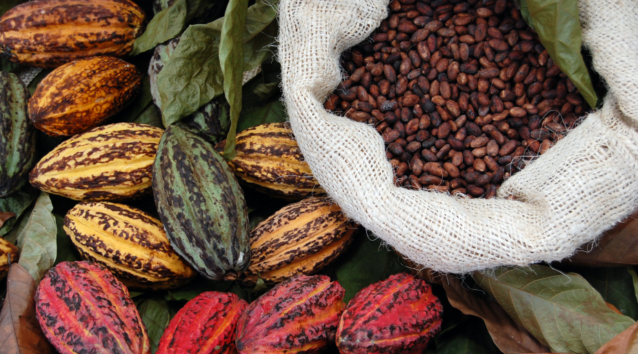 Callebaut Signature Collection: шоколад с характером